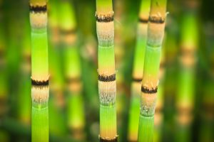 bamboo benefits the air