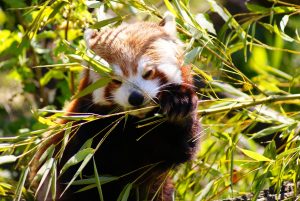 bamboo benefits red panda