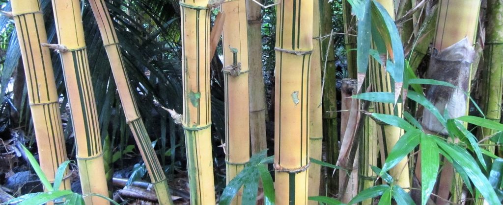 bamboo fibre processing