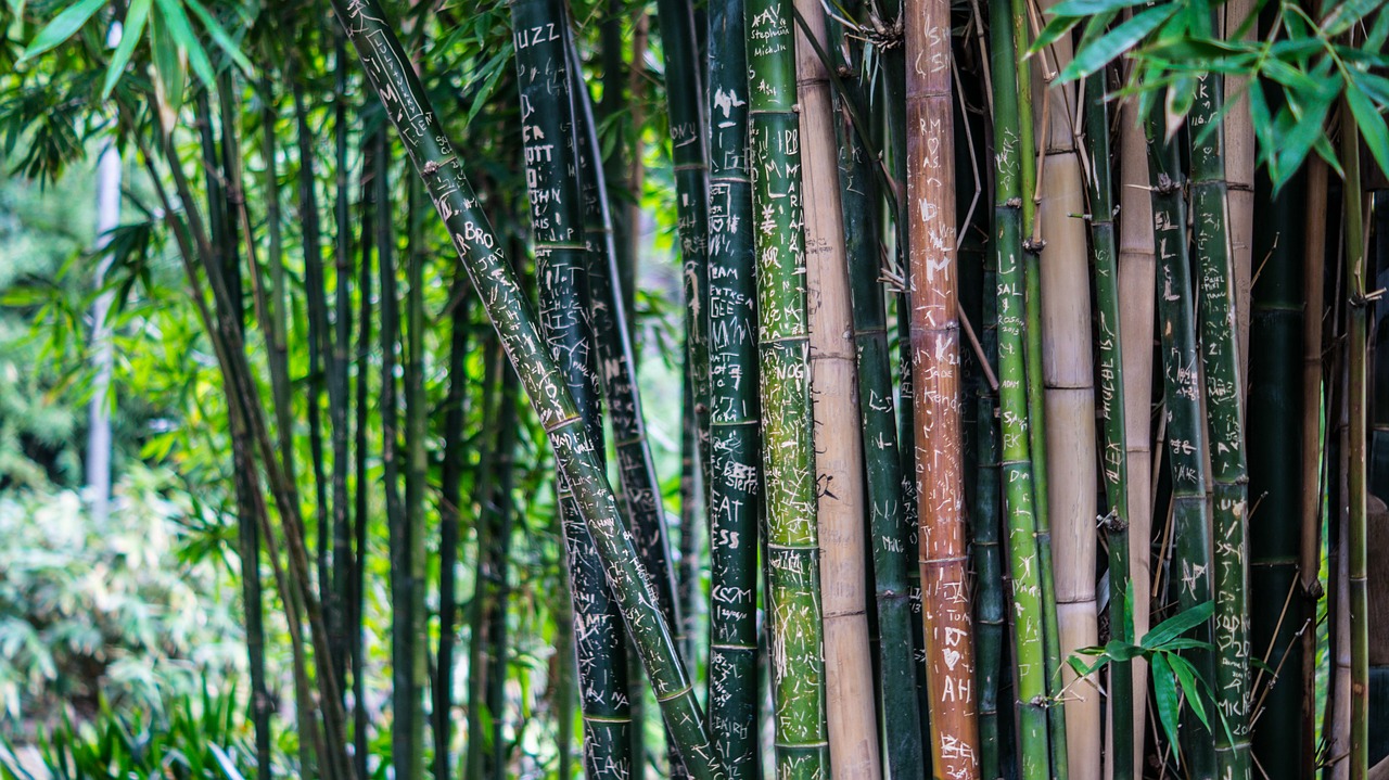 50 Amazing Bamboo Facts