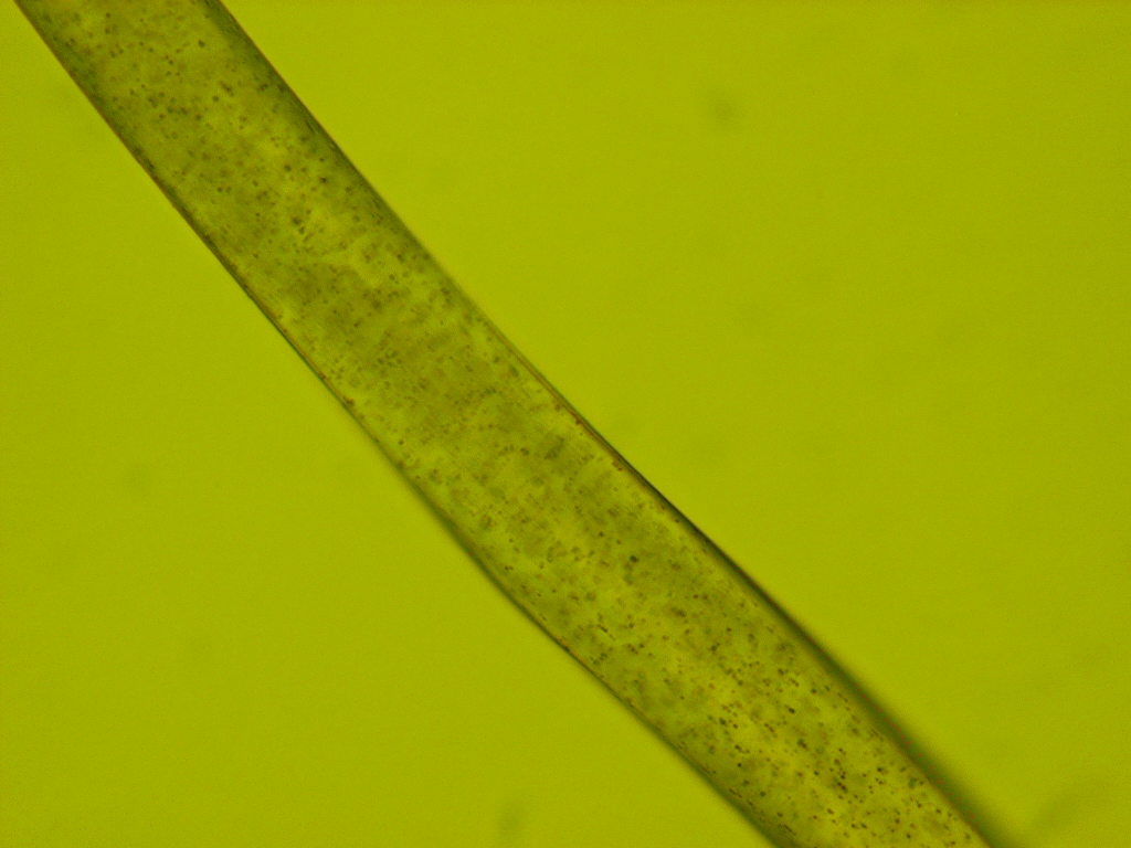 Bamboo Fabric Moisture Wicking Benefits The Bamboo Pillow