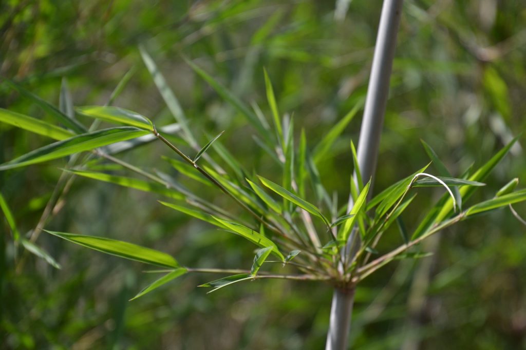 bamboo fabric