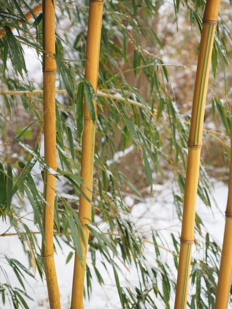 eco-friendly bamboo grows